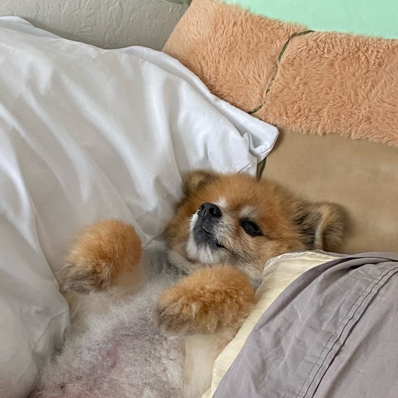 Meet your Posher, Peter - Picture 1 of 1